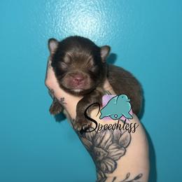 Prince Charming - 3500.00 dollars - Chocolate and tan male Pomeranian puppy in Perry County, Ohio from Speechless Pom’s