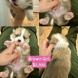 Pembroke Welsh Corgi Puppies from Feathers' Corgis with Tails