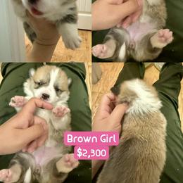 Pembroke Welsh Corgi Puppies from Feathers' Corgis with Tails