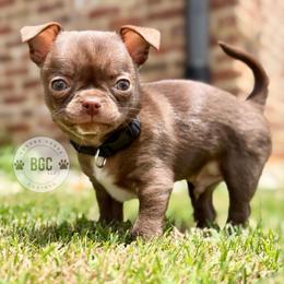 Quill - Chocolate and white male Chihuahua puppy in Forsyth, Georgia from Brooks Grove Canines LLC