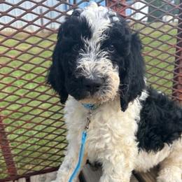 Johnny Walker - Parti male Goldendoodle puppy in Water Valley, Mississippi from Olympian Doodles