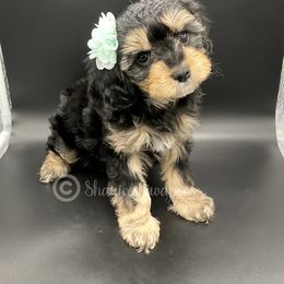 Cavapoo Puppies from Sharices Cavapoos