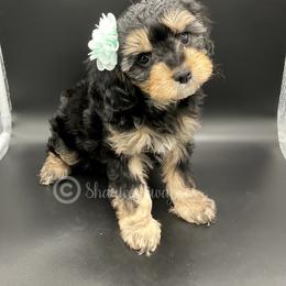 Cavapoo Puppies from Sharices Cavapoos