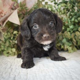 Reba - Brown and white female Cockapoo puppy in Ellensburg, Washington from Dawn to Dusk Cockapoos
