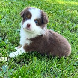 Dolly - Red tri female Toy Australian Shepherd puppy in Bristow, Iowa from Pine Ridge Toy and Mini Aussies