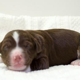 Bluey - Red tri-color female Aussiedoodle puppy in Decatur, Illinois from Signature Doodles
