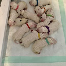 Girl 1 - White female Dogo Argentino puppy in Hammond, Louisiana from Bestiarius Kennels