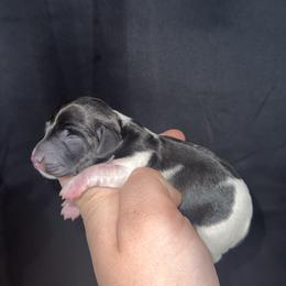 Jamie - Piebald male Dachshund puppy in Liberty, Mississippi from Liberty Oaks Aussies and Dachshunds