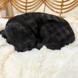 Girl 3 - Black and white female Aussiedoodle puppy in Pomona, California from Socal Aussiedoodles