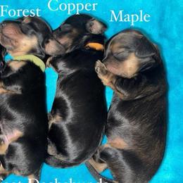 Maple - Cream female Dachshund puppy in Rogue River, Oregon from Bear Feet Dachshunds