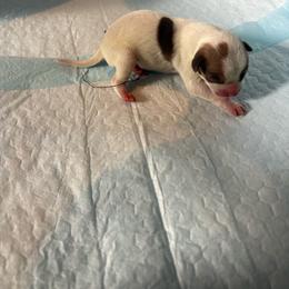 Male 3 - Chocolate and white male Chihuahua puppy in Laredo, Texas from Texas Nightblooming Hairless Chihuahuas