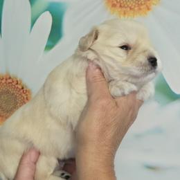 Atzu - Wheaten male Miniature Schnauzer puppy in Hertford, North Carolina from Little Bug Schnauzers
