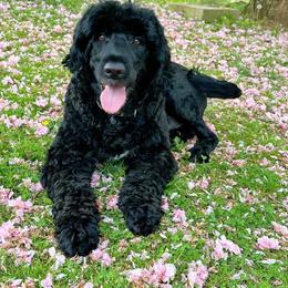 Portuguese Water Dog Puppies from Top Notch Portuguese Water Dogs