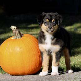 GIRL D - Black tri-color female Australian Shepherd puppy in Bend, Oregon from High Desert Aussies