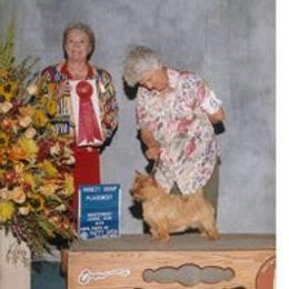 Norfolk Terrier and Norwich Terrier All Grown Up from Infinity Kennels