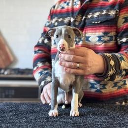 Boy 1 - Blue male Italian Greyhound puppy in Sugar Valley, Georgia from Pinnacle Farm and Kennel