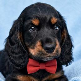 Blinky - Black and tan male Dachshund puppy in Austin, Texas from Glorious Minis