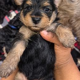 Alfalfa 1700 - Black and tan male Yorkipoo puppy in Gastonia, North Carolina from Banks Dynasty Kennel
