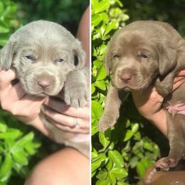 Dilute Retriever Puppies from Adger Lake Labradors - Silver & Charcoal