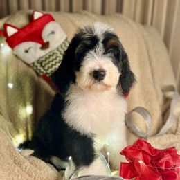 WILLOW - tri girl - Tri-color female Bernedoodle puppy in Lookout, California from Remington Kennels, LLC