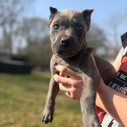 Brown - Gray brindle female Cane Corso puppy in Opelousas, Louisiana from Azelees Cane Corso