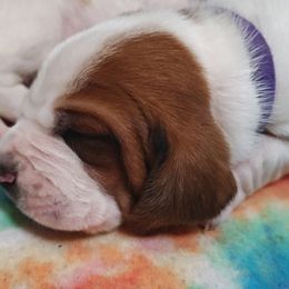 Purple boy - Mahogany and white male Basset Hound puppy in Santa Rosa, California from Redwood Coast bassetts