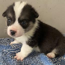 Dot - White and black male Pembroke Welsh Corgi puppy in Beulaville, North Carolina from Windy Acres Pembroke Welsh