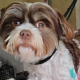 Biewer Terriers, Goldendoodles, Shih Tzus, and Yorkshire Terriers from Thorntons Fur Crew