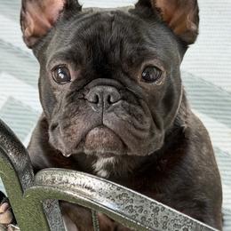 Honor - Brindle female French Bulldog puppy in Massachusetts from Wynning Frenchies