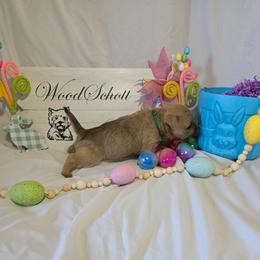 Sprout (Mr Green) - Cream male Cairn Terrier puppy in Savannah, Missouri from WoodSchott Cairn Terriers