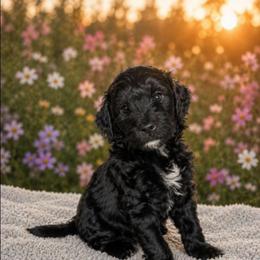 Shadow - Black male Goldendoodle puppy in Englewood, Ohio from The Golden Aussie Co.