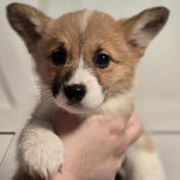 Holly - Red female Pembroke Welsh Corgi puppy in Mount Vernon, Ohio from Rose Water Corgis in Ohio