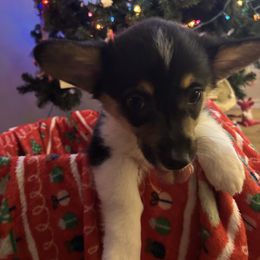 Alexis, yellow collar - Black and tan female Pembroke Welsh Corgi puppy in Gresham, Oregon from Simply loved corgis