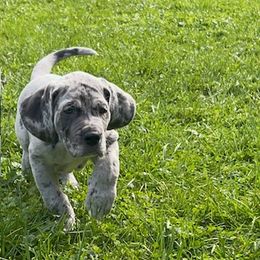 Great Dane Puppies from BkB’s House of Danes