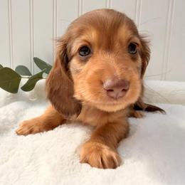 Chocolate and Tan - Chocolate and tan male Dachshund puppy in Nampa, Idaho from Long_and_Low_Dachshunds