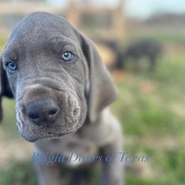 General - Blue male Great Dane puppy in Mc Kinney, Texas from Bright Danes of Texas