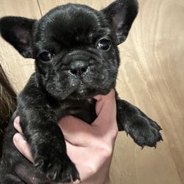 Girl 1 - French Bulldog puppy in Waterproof, Louisiana from 3D Frenchies LLC