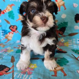 Hazel - Chocolate female Havanese puppy in Mason City, Iowa from Hoku Havanese
