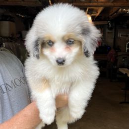 Aussiedoodle Puppies from Hearth&Hound Doodles