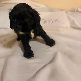 Jessie - Black and white female Cocker Spaniel puppy in Hickory, North Carolina from Homegrown Spaniels