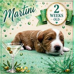 Martini - Red  female Goldendoodle puppy in Hendersonville, North Carolina from Kim's Cove