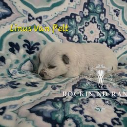 Linus Van Pelt - Blue male Australian Cattle Dog puppy in Silsbee, Texas from Rockin ND Ranch