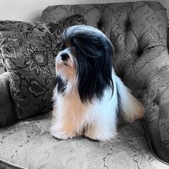 Lovey - Havana Silk Dog