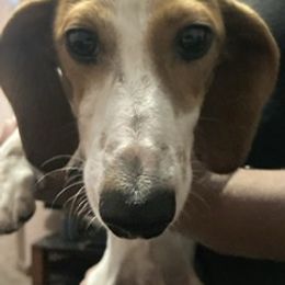 Dachshund Puppies from RGZ Doxies