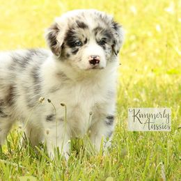 Petunia - Blue merle Australian Shepherd puppy in St. Louis, Missouri from Kimmerly Aussies