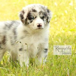 Petunia - Blue merle Australian Shepherd puppy in St. Louis, Missouri from Kimmerly Aussies