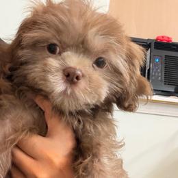 Buddha - Chocolate male Shih Tzu puppy in Georgia/Florida, Florida from Fiesta Pups
