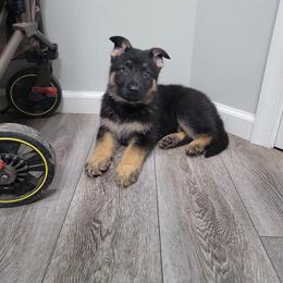 Titan - Black and tan male German Shepherd puppy in Augusta, West Virginia from Vom Haus Highlands