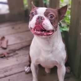 Boston Terriers from Duff's Boston Terriers