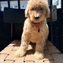 Germany - Apricot male Goldendoodle puppy in Houston, Texas from Were The Mack'Doodles